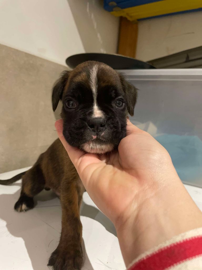 des Bassins d'Oche - Chiot disponible  - Boxer