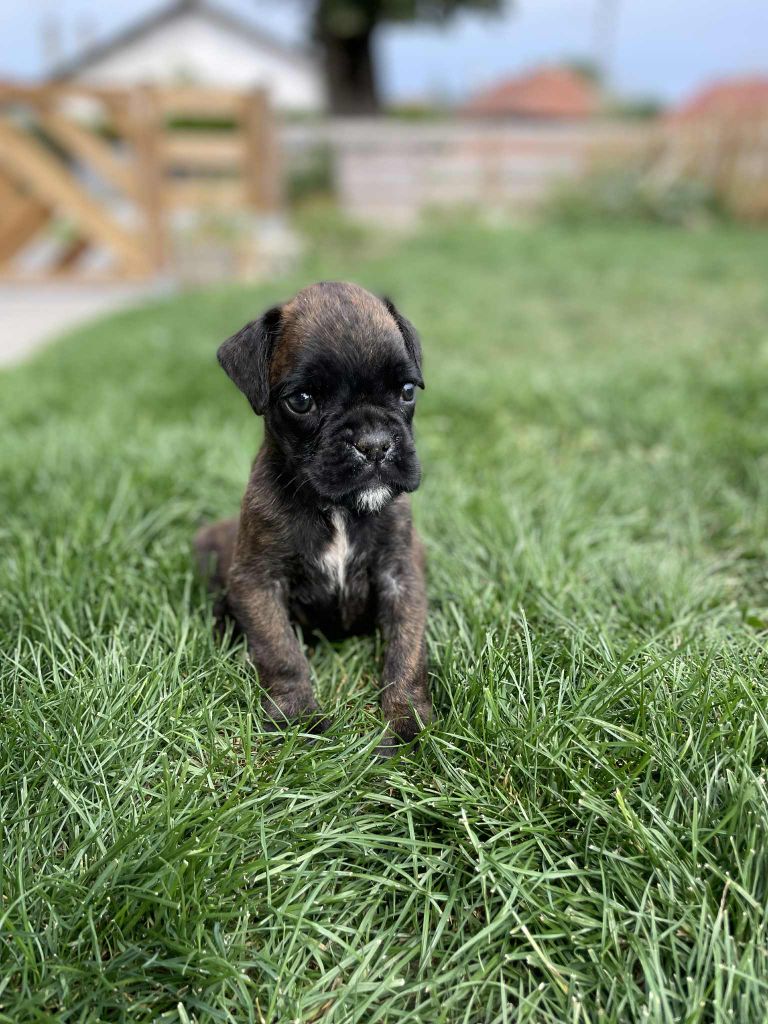 des Bassins d'Oche - Chiots disponibles - Boxer