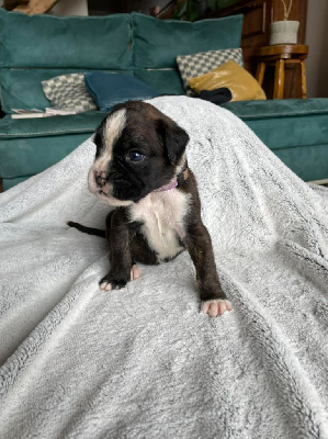 CHIOT